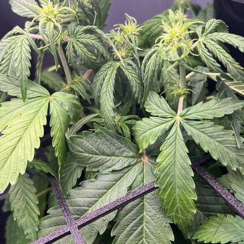 Renie 01 growlog timeline photo