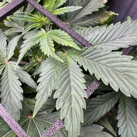 Jaqui 01 growlog timeline photo