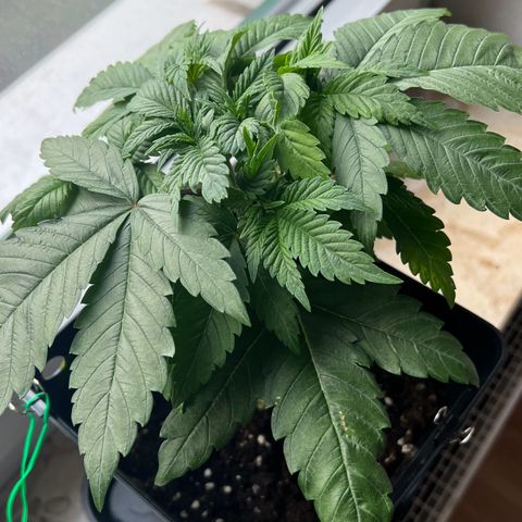 Special Queen 1 growlog timeline photo