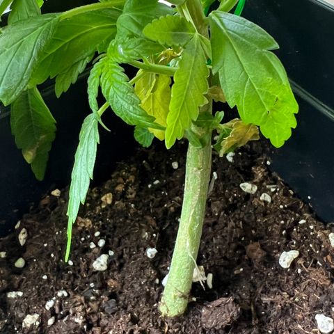 Special Queen 1 growlog timeline photo