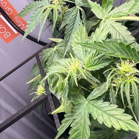 Renie 01 growlog timeline photo