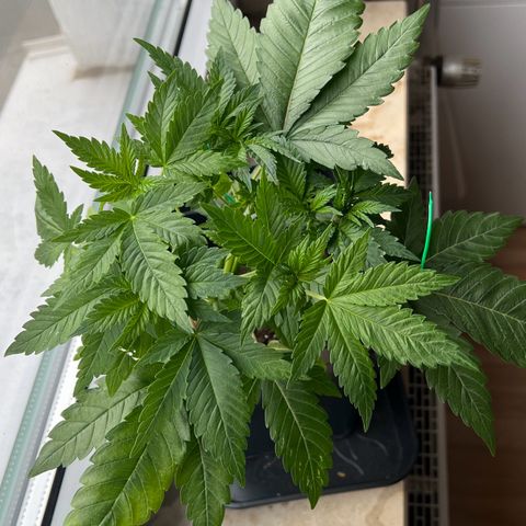 Special Queen 1 growlog timeline photo