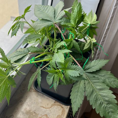 Special Queen 1 growlog timeline photo