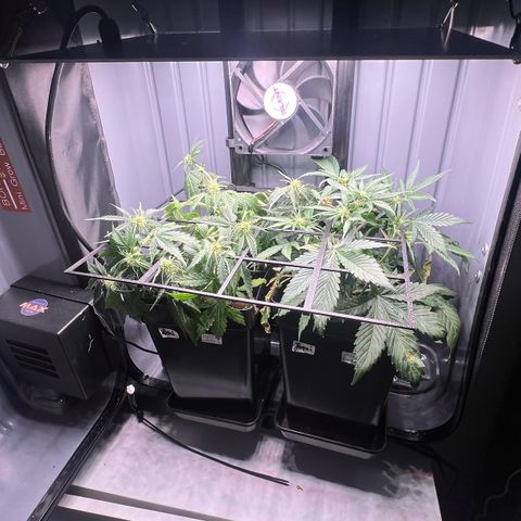 Jaqui 01 growlog timeline photo