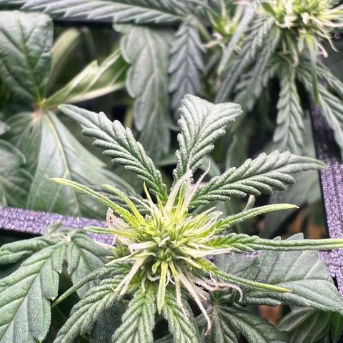 Renie 01 growlog timeline photo