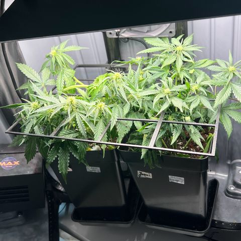 Renie 01 growlog timeline photo