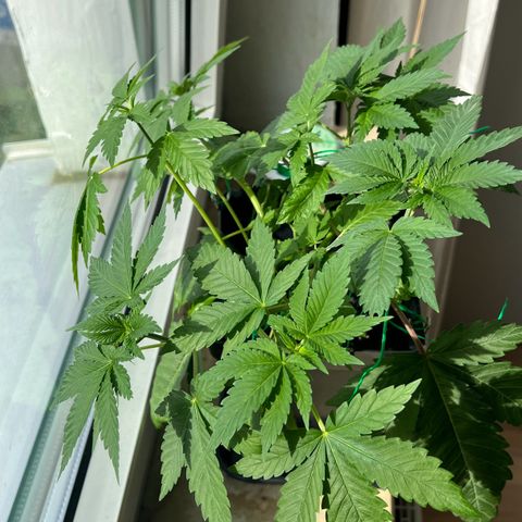 Special Queen 1 growlog timeline photo