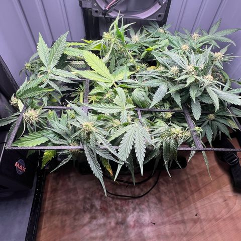 Renie 01 growlog timeline photo