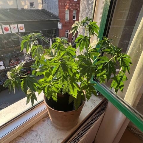 Special Queen 1 growlog timeline photo