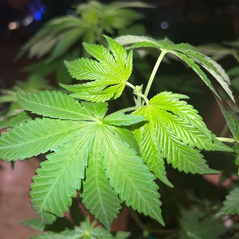Special Queen 1 growlog timeline photo