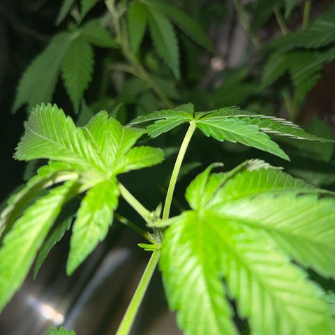 Special Queen 1 growlog timeline photo