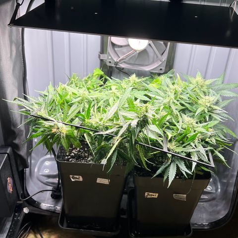 Renie 01 growlog timeline photo