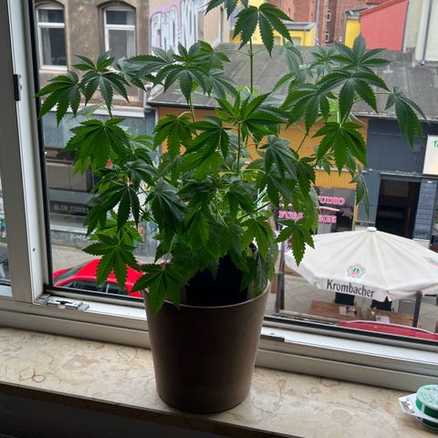 Special Queen 1 growlog timeline photo