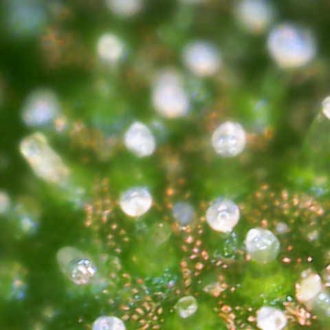 Jaqui 01 growlog timeline photo