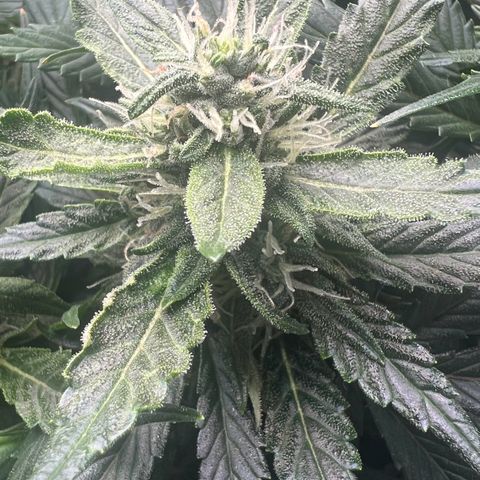 Jaqui 01 growlog timeline photo