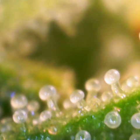 Jaqui 01 growlog timeline photo