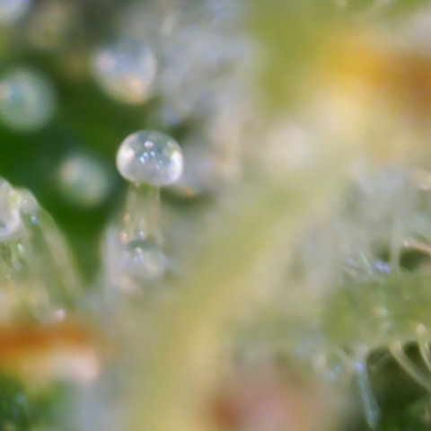 Jaqui 01 growlog timeline photo