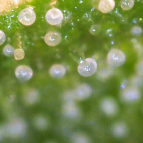 Jaqui 01 growlog timeline photo