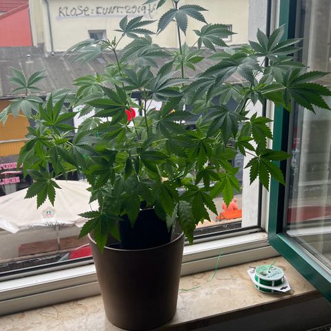 Special Queen 1 growlog timeline photo