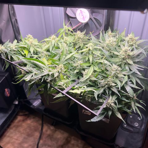 Jaqui 01 growlog timeline photo