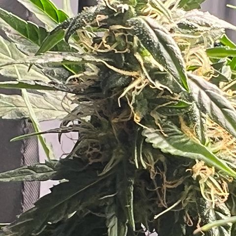 Jaqui 01 growlog timeline photo