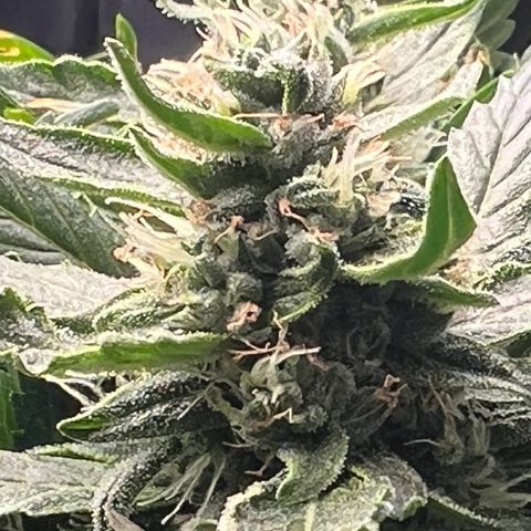 Jaqui 01 growlog timeline photo