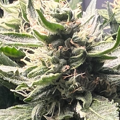 Renie 01 growlog timeline photo