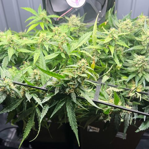 Jaqui 01 growlog timeline photo
