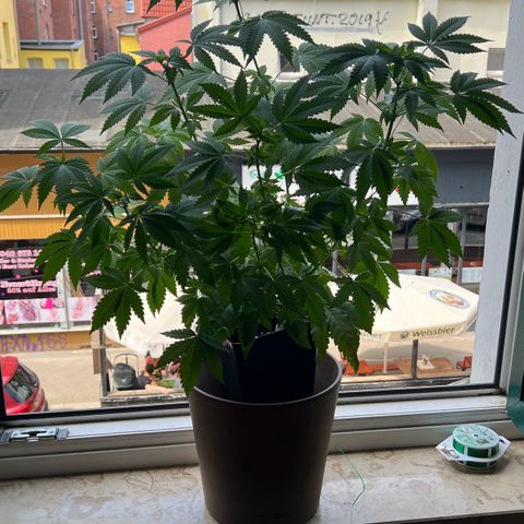 Special Queen 1 growlog timeline photo