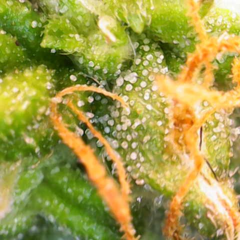 Jaqui 01 growlog timeline photo