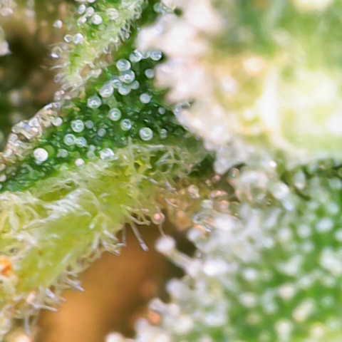 Jaqui 01 growlog timeline photo