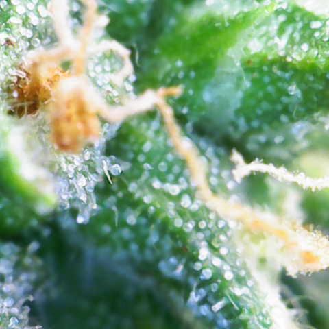 Jaqui 01 growlog timeline photo