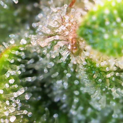 Jaqui 01 growlog timeline photo