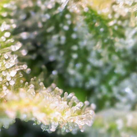 Jaqui 01 growlog timeline photo