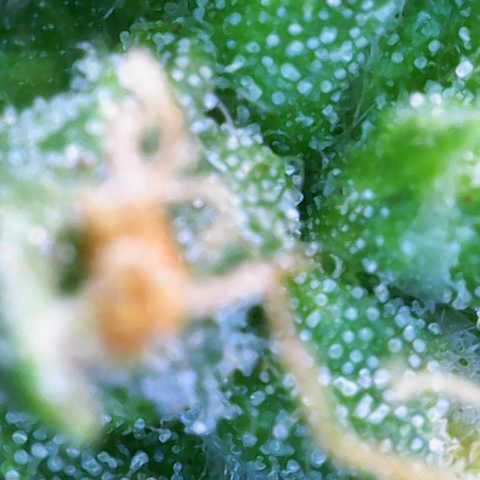 Jaqui 01 growlog timeline photo