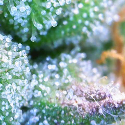 Jaqui 01 growlog timeline photo