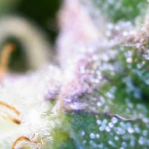 Jaqui 01 growlog timeline photo