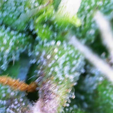 Jaqui 01 growlog timeline photo