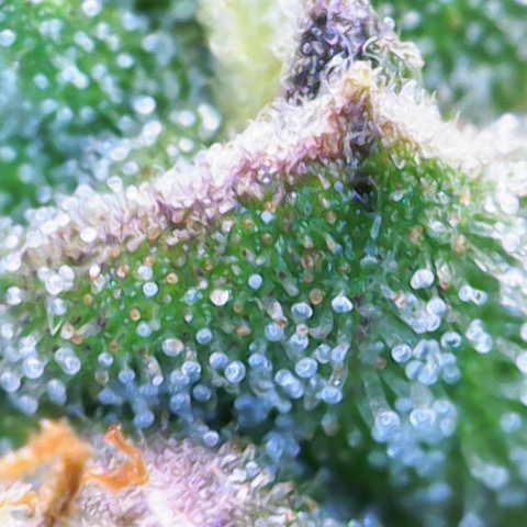 Jaqui 01 growlog timeline photo