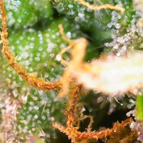 Renie 01 growlog timeline photo