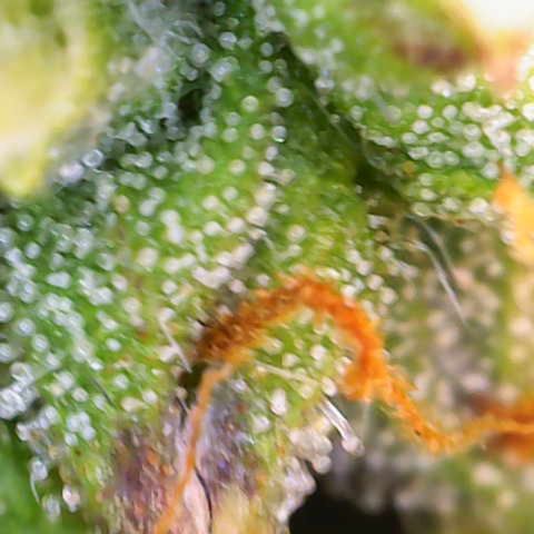 Renie 01 growlog timeline photo