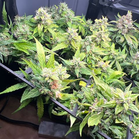 Renie 01 growlog timeline photo