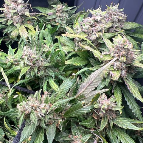 Jaqui 01 growlog timeline photo