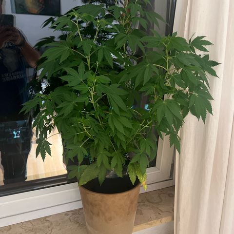 Special Queen 1 growlog timeline photo
