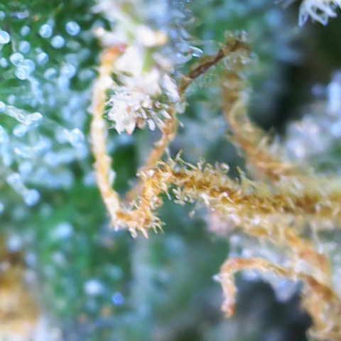 Jaqui 01 growlog timeline photo
