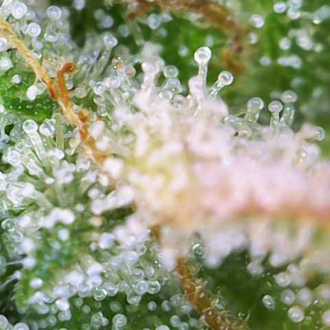 Jaqui 01 growlog timeline photo