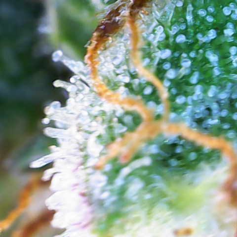 Jaqui 01 growlog timeline photo
