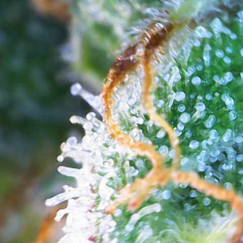 Jaqui 01 growlog timeline photo