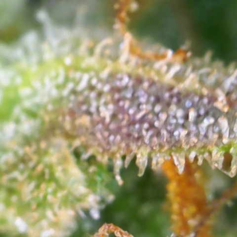 Jaqui 01 growlog timeline photo