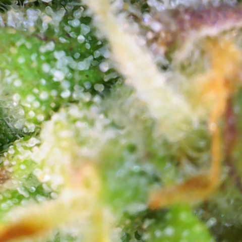 Renie 01 growlog timeline photo